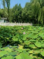 淄博萌山湖荷花生態園