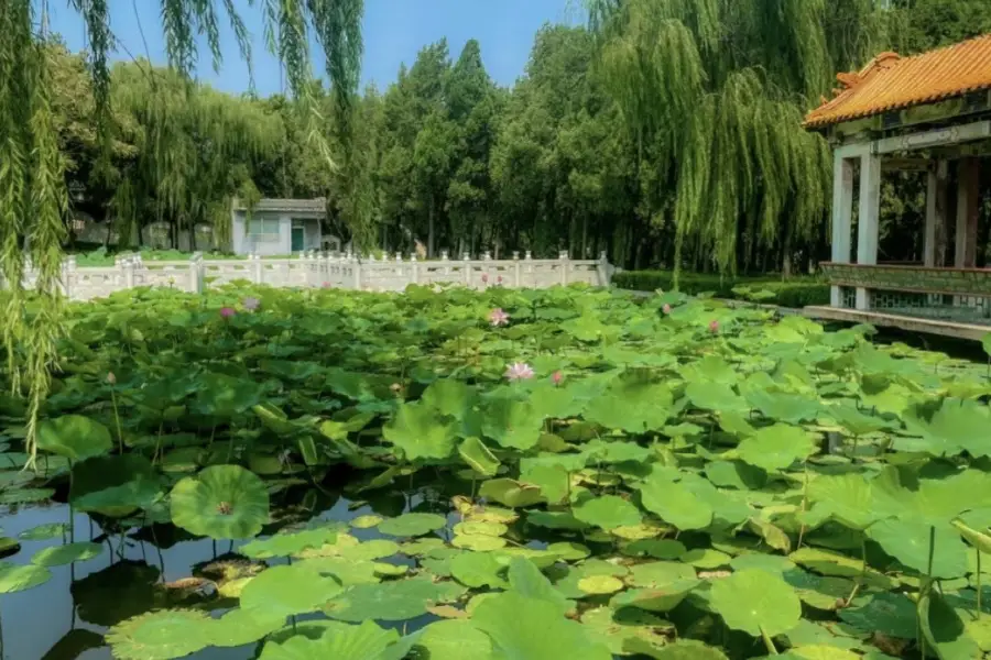 淄博萌山湖荷花生態園