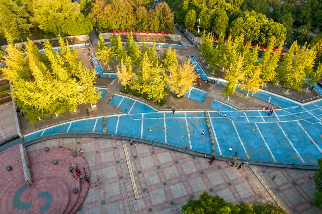 Ginkgo Trees in Hengyang