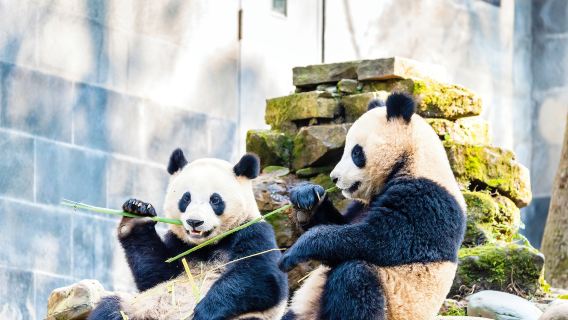 Excursión de un día a la Base de Pandas de Ya'an Bifengxia + el pueblo antiguo de Shangli [tour privado + guía exclusiva 1V1]