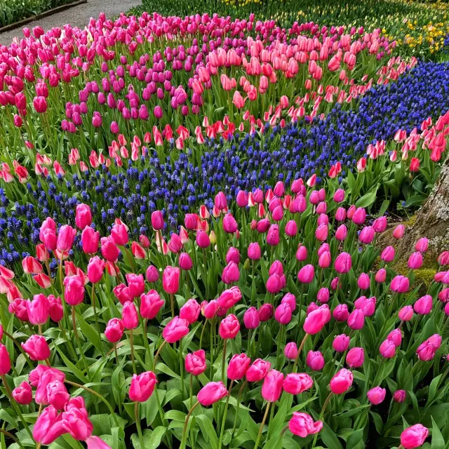 Admiring Tulips in Skagit County
