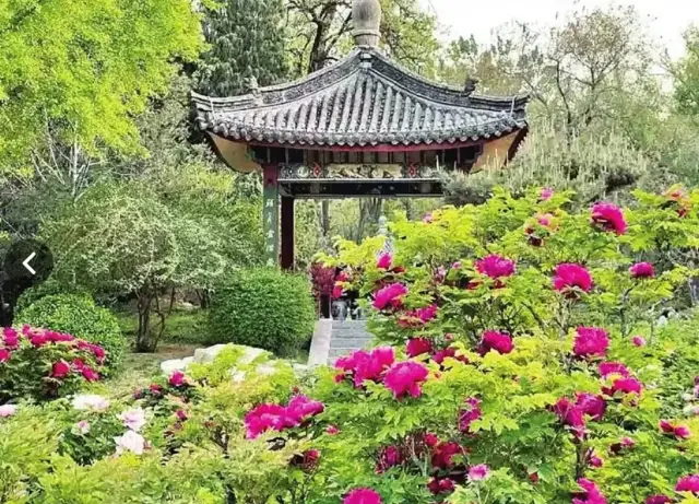tai yuan shang mu dan