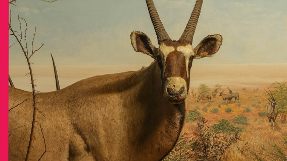 Reframing Dioramas: The Art of Preserving Wilderness