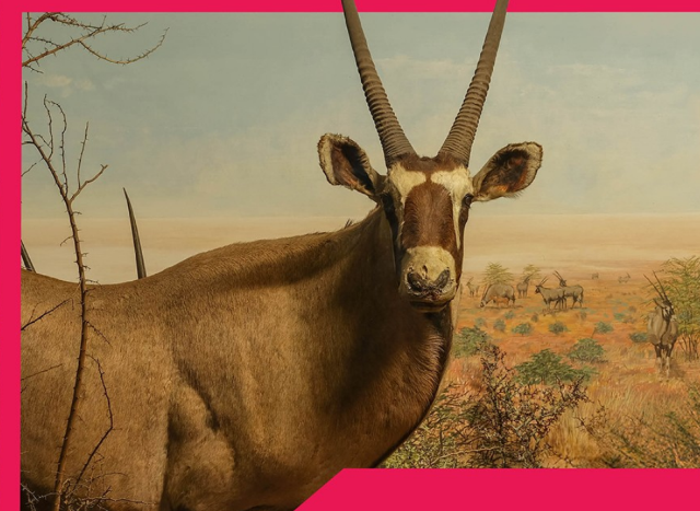 Reframing Dioramas: The Art of Preserving Wilderness | National History Museum of Los Angeles County