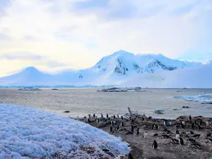 Cuverville Island