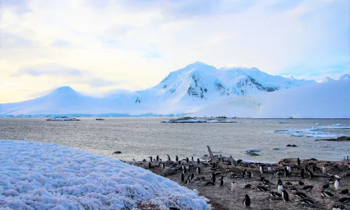 Cuverville Island