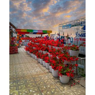 Celosia flower garden is a new tourism object in Bandungan, Semarang.
It is located near Gedong Songo.

How to get here?
I was using my car. I don't have enough information that visitor can come by public transportation, but most of visitors come with private transportation.

What can be seen here?
Playground, flower garden, and pool.
They separate their area into 2 parts and divided by road. If you want to go from 1 area to another area which is crossing the road, you have to pay twice because each area have their own admission.
In general, they offering playground for kids and flower garden. 
Located in the high area, the place quiet cool and fresh. The garden has not many flower,. but it is arranged very well. Few Windmill, Small castle, hobbit house, and cartoon star statue make it more fun for children.
#springblossomsemarang
#urbanexplorer 
#springblossoms 
#springblossoms#urbanexplorer