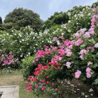 バラの花が咲く穴場スポット　横浜
