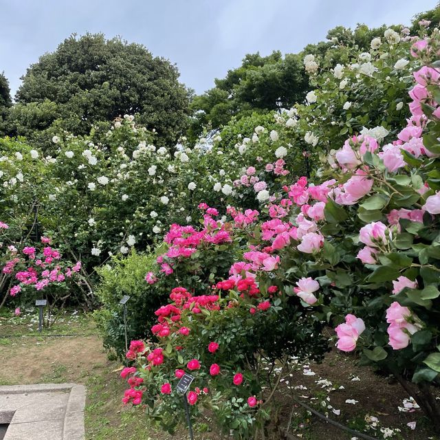バラの花が咲く穴場スポット　横浜