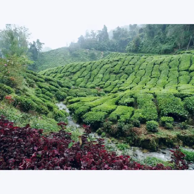 Ladang Teh BOH