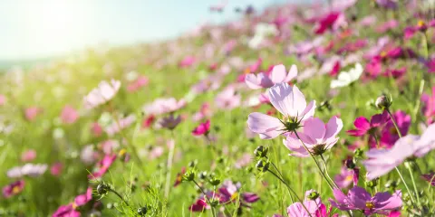 秋長華髮花海世界