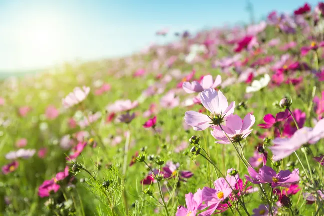 Huizhou Shunjing Hot Spring Homestay