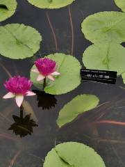 Zhangjiajie Lotus Garden