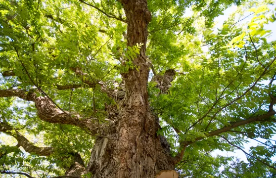 萊登植物園參觀門票小童