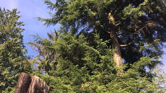 Cullen's House in Twilight