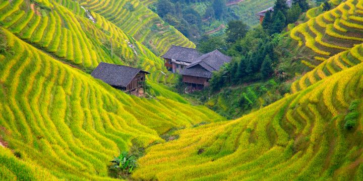 龍脊梯田
