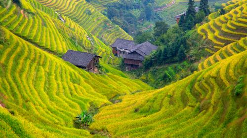 Longji Rice Terrace