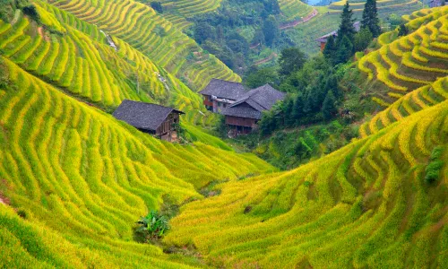 龍脊梯田