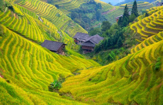 龍脊梯田門票成人