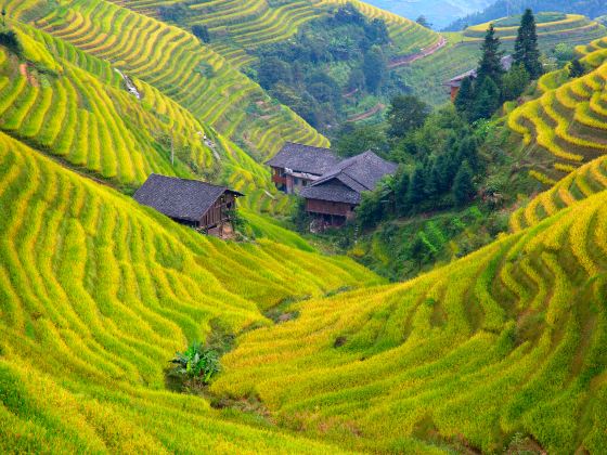 Longji Rice Terrace