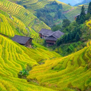 Longji Rice Terraces