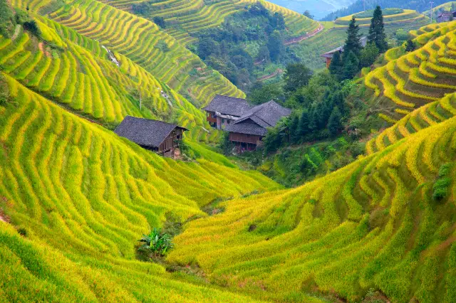 Terraced Fields Viewing in Longsheng