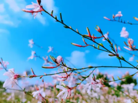 เมืองสตีฟ