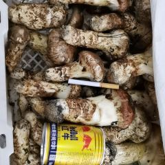 colorful snowland User Photo