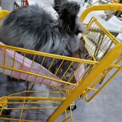 Dakku沖鴨俱樂部張用戶圖片