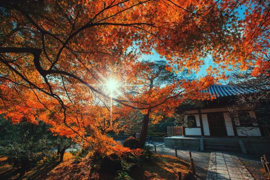 Kyoto, Japan + Kiyomizudera Temple + Sannenhan and Nienenzaka + Kinkakuji Temple + Sanjusangendo Temple + Kyoto National Museum + Ryoanji Temple One-day Tour