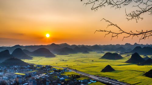 Luoping Canola Flower Ocean