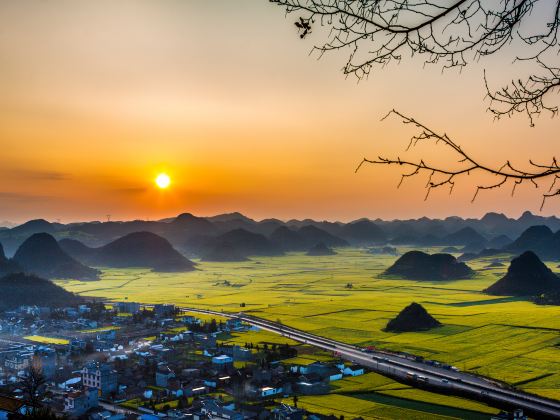 Luoping Canola Flower Ocean