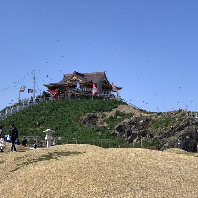 【遊走日本東北】黑尾鷗嘅棲息地，親親海的蕪島神社