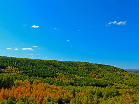 Hebei Saihanba National Forest Park Dahuanqi Management Area