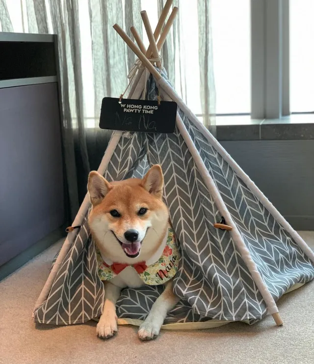 【寵物酒店邊間好?】2026人寵不分離,盤點那些寵物友好酒店:香港13間寵物酒店 Staycation 推介🐶+住宿餐飲優惠