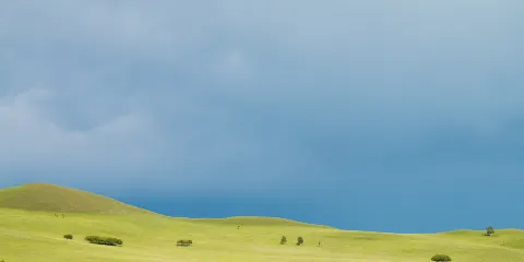 高山草甸