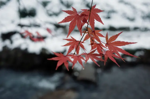 Maple Leaf Viewing in Hangzhou