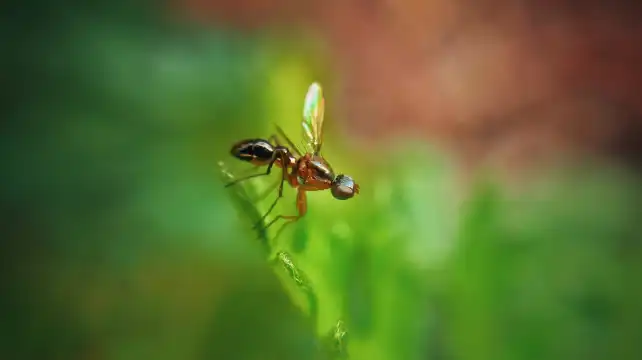 Hotels in Ruhunupura