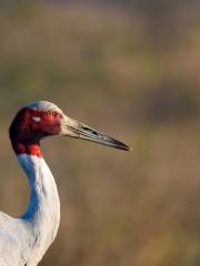 Nansha Waterfowl World Ecological Park