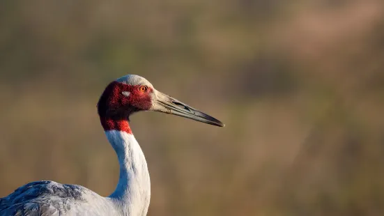 Nansha Waterfowl World Ecological Park