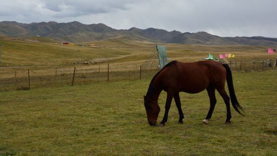 桑科草原是甘肃省甘南藏族自然州内的一块高山湿地草原，其占地面