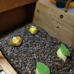 Ginger Cafe張用戶圖片