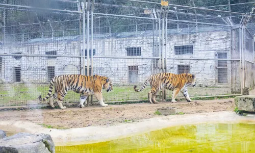 สวนสัตว์เซียนหลิงซาน