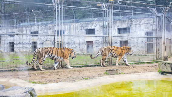 Qianling Mountain Zoo