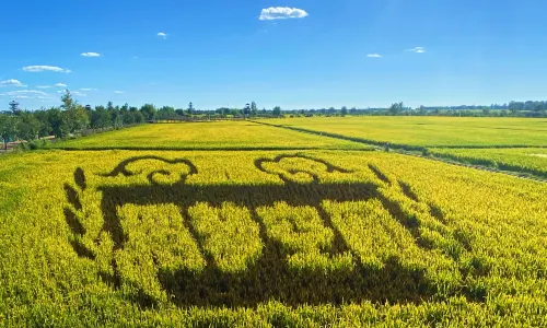 Tan Art Kingdom
