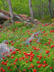 Wye Mountain Flowers & Berries, LLC