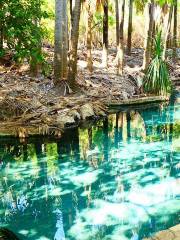 Mataranka Thermal Pool and Rainbow Springs