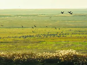 Poyang Lake Grassland Scenic Area