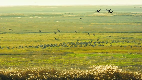Poyang Lake Grassland Scenic Area