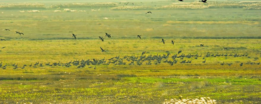 Poyang Lake Grassland Scenic Area